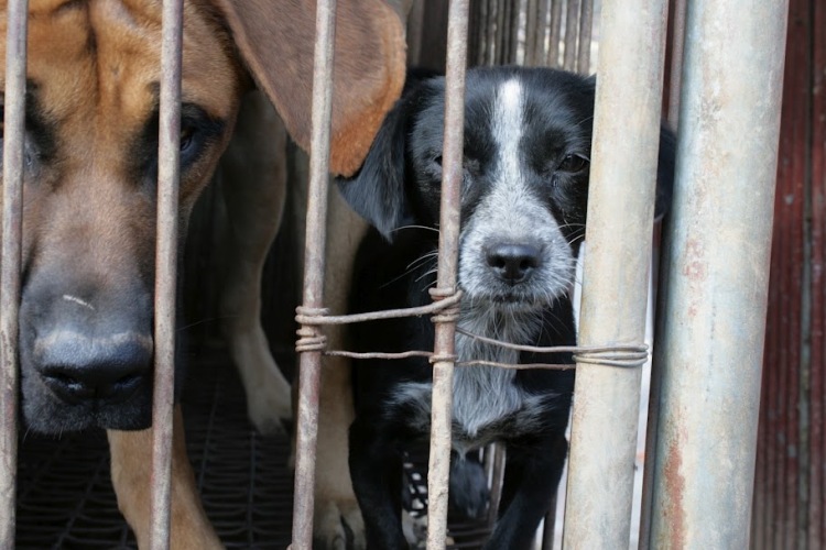Dogs living out their short lives in filthy cages at a South Korean dog meat farm. Photo credit: SayNoToDogMeat.Net