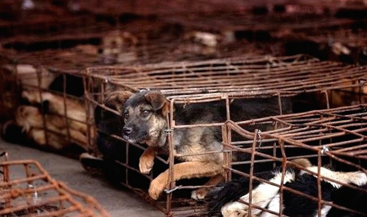 A puppy trapped in the Asian dog meat trade. Photo credit: SayNoToDogMeat.Net