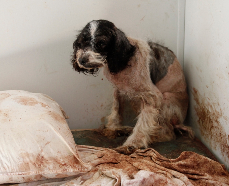 A neglected dog rescued from a hoarding situation in North Carolina. Photo credit: HSUS