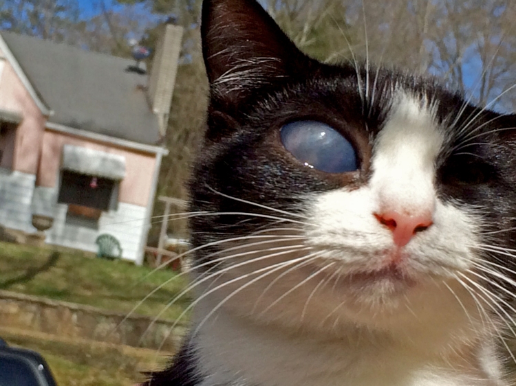 A kitten with an ulcerated eye, a very painful condition that was simply ignored by his owner.