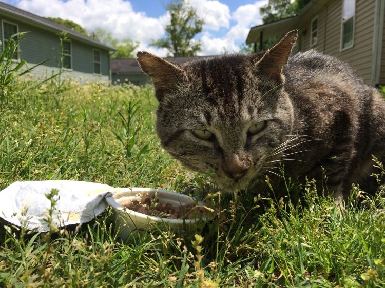 The thin and battle-scarred tom cat enjoying his meal.