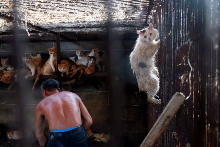 A cat climbs up the cage at the slaughterhouse, trying to escape. This cat was later rescued by Peter Li, HSI China policy specialist. Photo credit: Humane Society International.