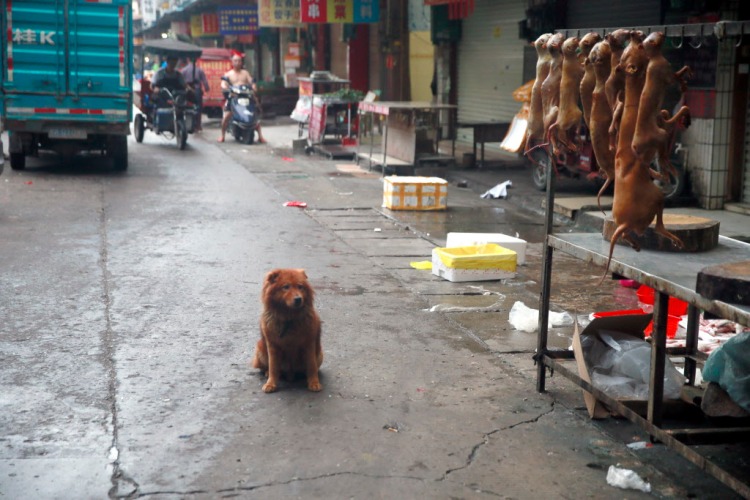 Dog carcasses hung up for sale in Dongkou market, as a dog looks on. Photo credit: Humane Society International.