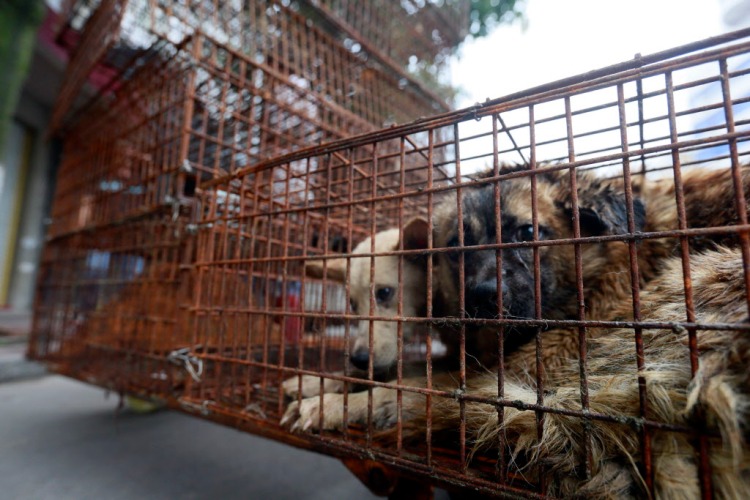 Caged dogs sit on the side of Renminzhong Rd., waiting to be transferred to a slaughterhouse in a narrow alley. Photo credit: Humane Society International.