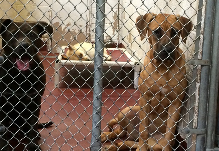 The blue pit and the red girl. The shepherd mix in the background seemed defeated and didn't bother to get out of bed.