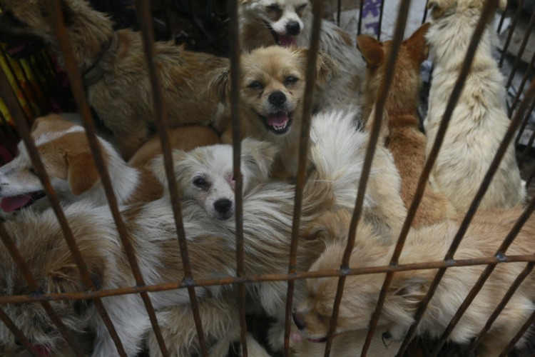 Small dogs await their doom at a slaughterhouse. Photo credit: Humane Society International.